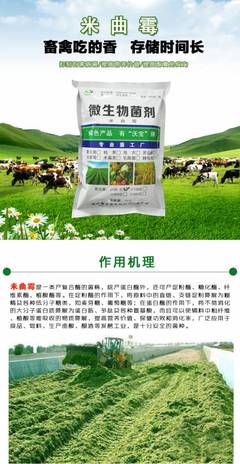 米曲霉菌粉 饲料生物发酵与蛋白高效分解的绿色方案